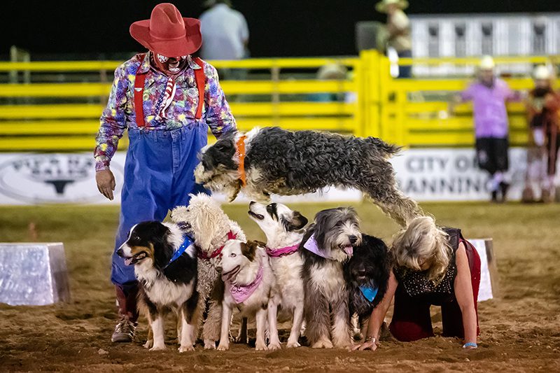 dog jumping