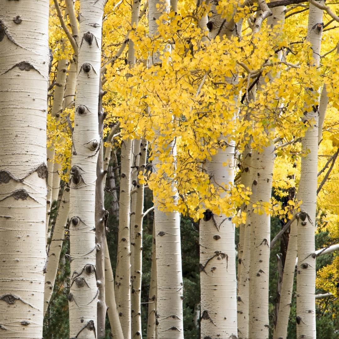 Aspen Trees