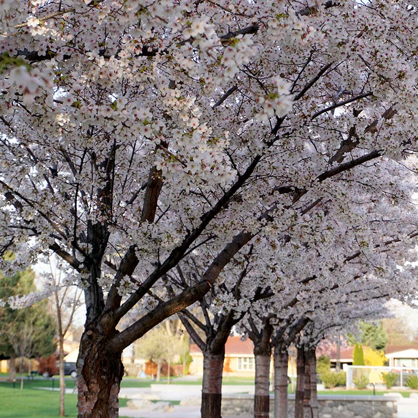 Landscape Trees