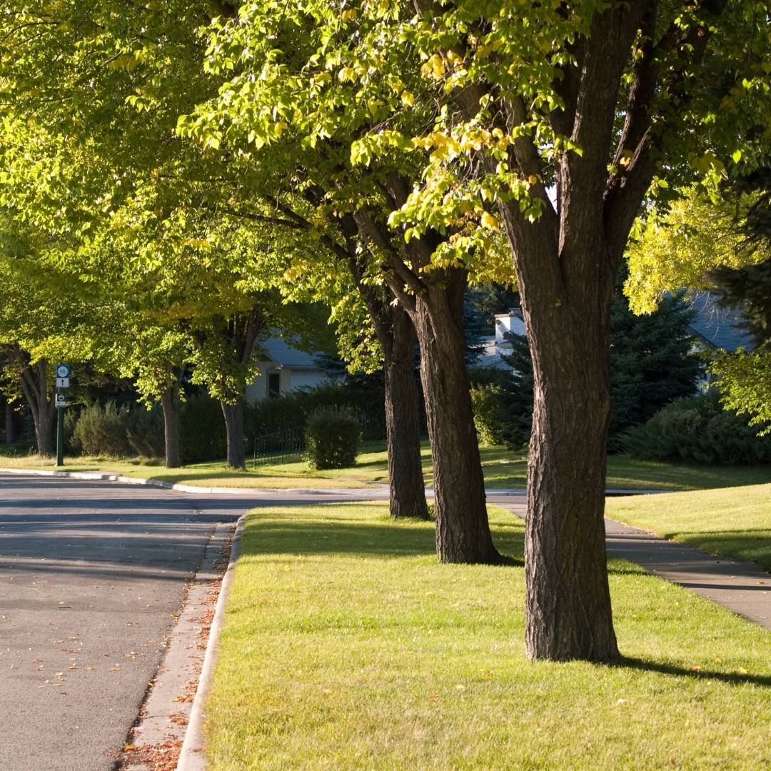 Sidewalk Trees